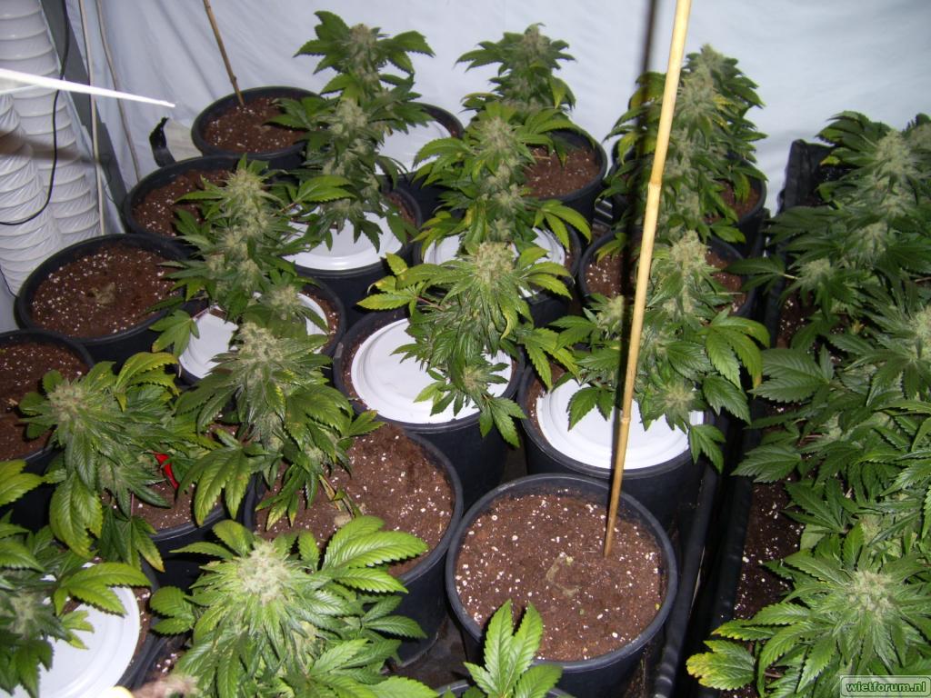 08.11.01 pot 52 dg.JPG