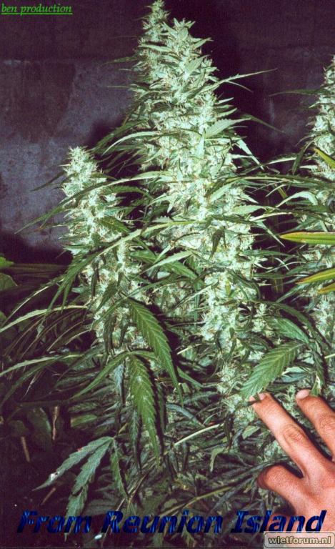 weed joint cannabis herbe skunk smoke.jpg
