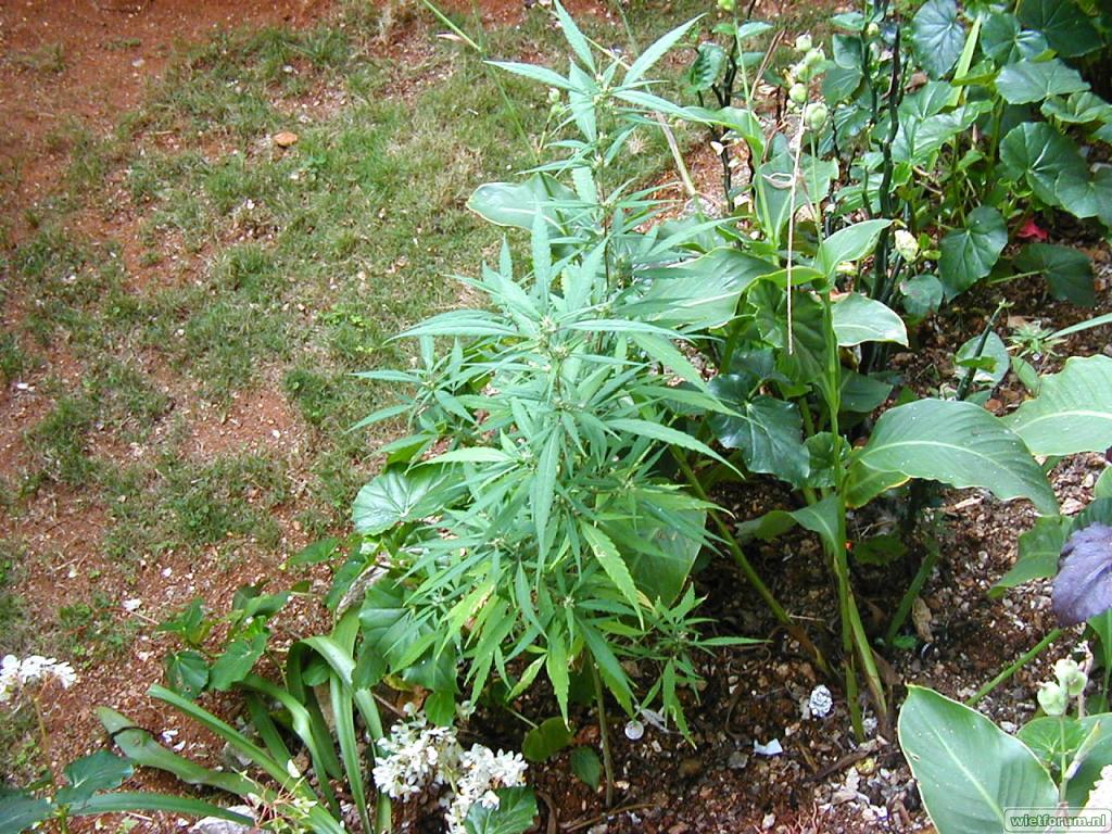 Weed Plant In Bob Marley\'s Garden Dope Ganja Hemp Marijuana