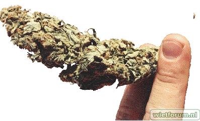 Cannabis Sugar Bud Chronic Marijuana Weed.jpg