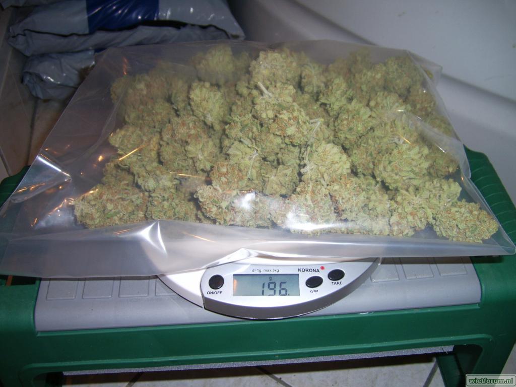 amnesia 170 gram.JPG