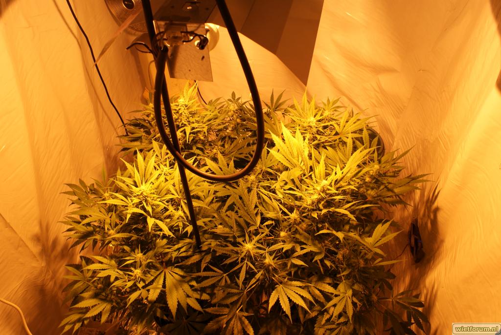 me growroom