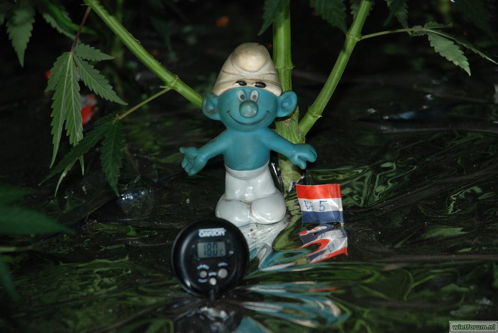 DSC_0761smurf.jpg