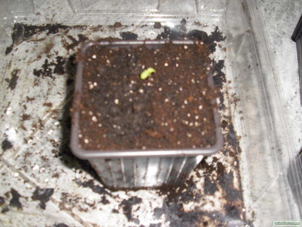 Update 08/03 4 seeds uitgekomen in 1 liter pot nu