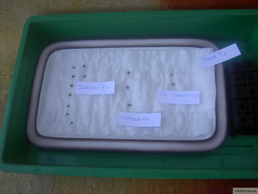 Germination 10 april 2009.JPG