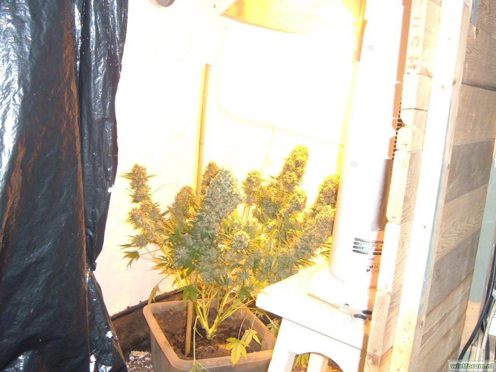 Master Kush toppen 019.JPG