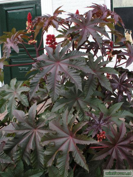 Ricinus_comm_leaves.jpg