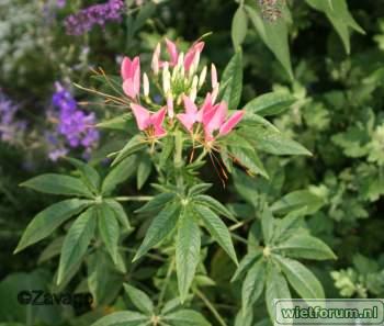 Cleome kattensnor.jpg