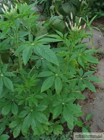 Cleome040618.jpg