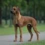 ridgeback