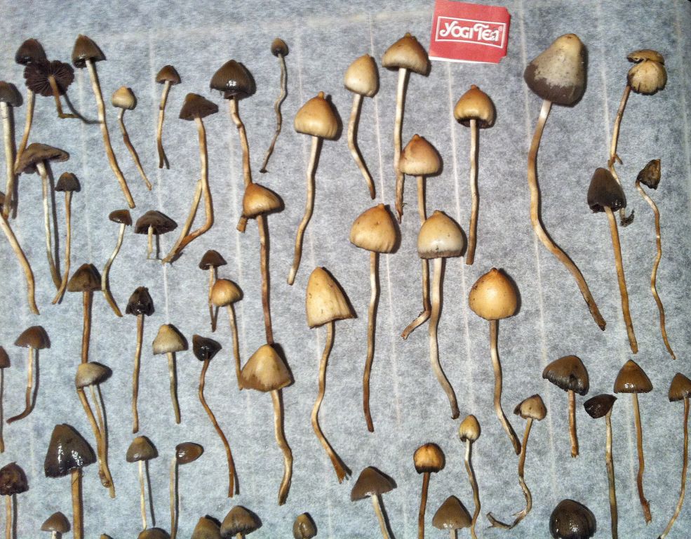 Psilocybe Semilanceata