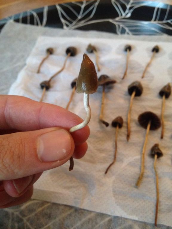 Psilocybe Semilanceata!!