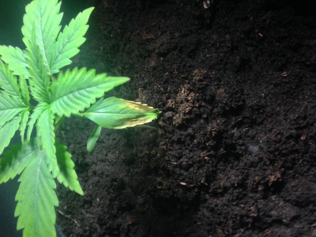 Plant 2 Week 2