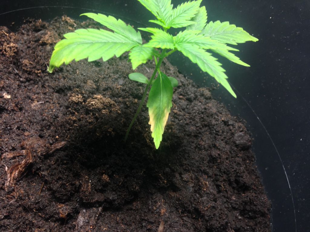 Plant 2 Week 2
