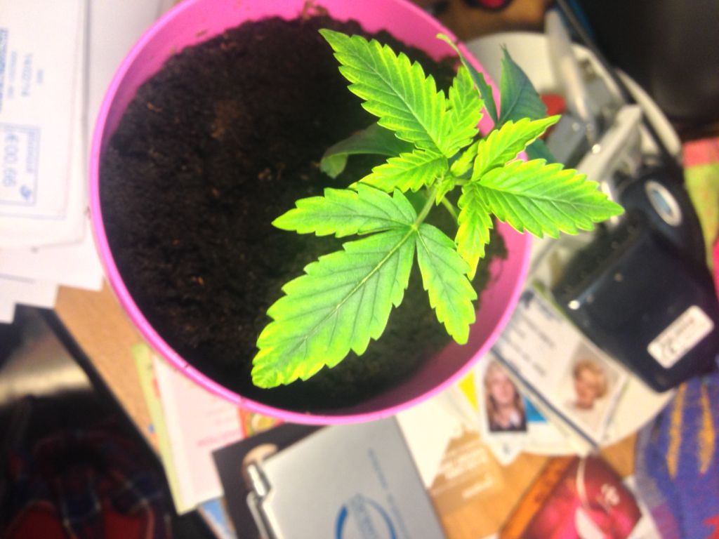 Plant 1 Week 2
