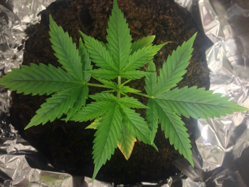 Plant 2 week 3