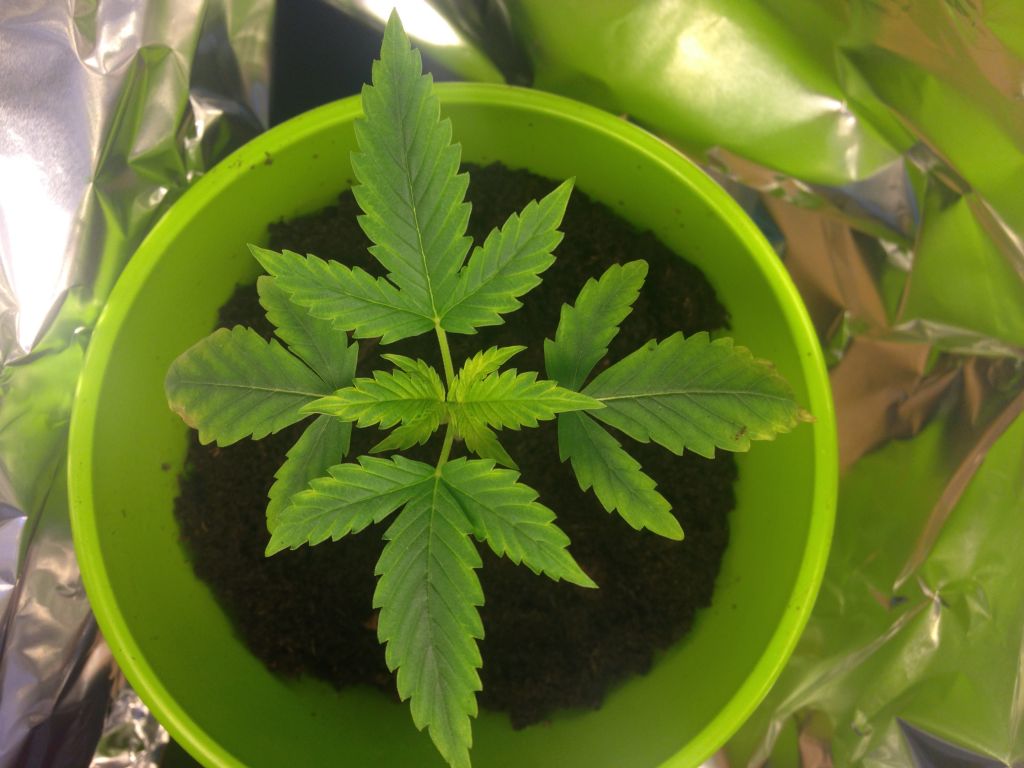 Plant 1 week 3