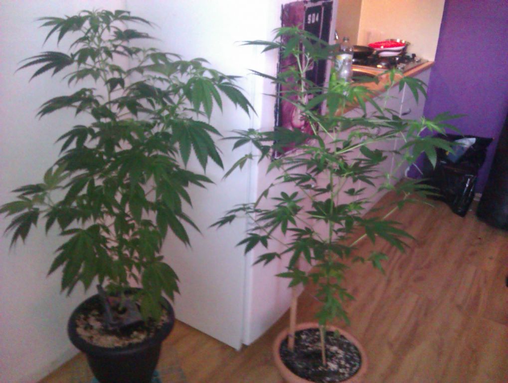 Liberty haze (L) Bluedream (R)