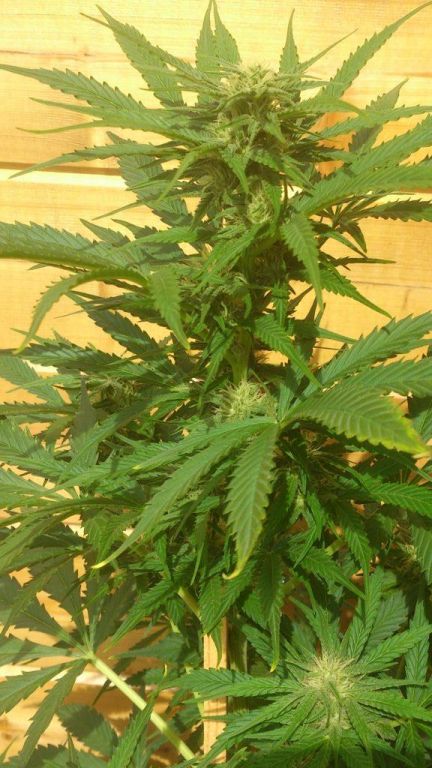 superskunk buiten 1