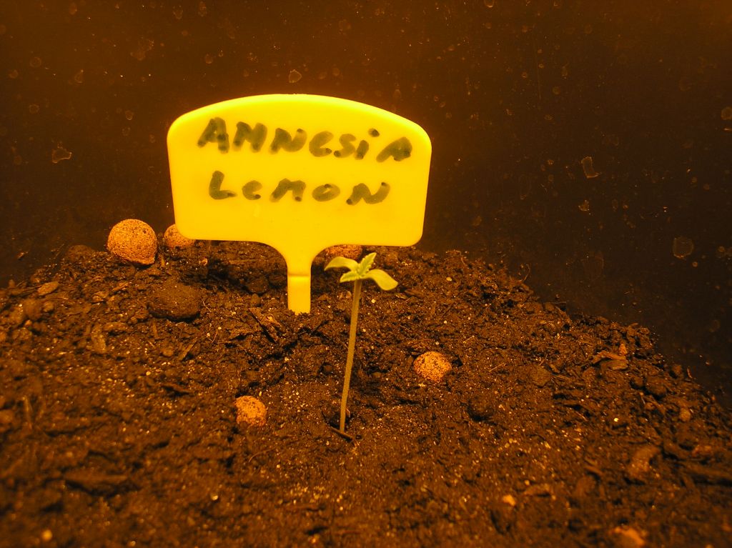 amnesia lemon 13 08 2015 01