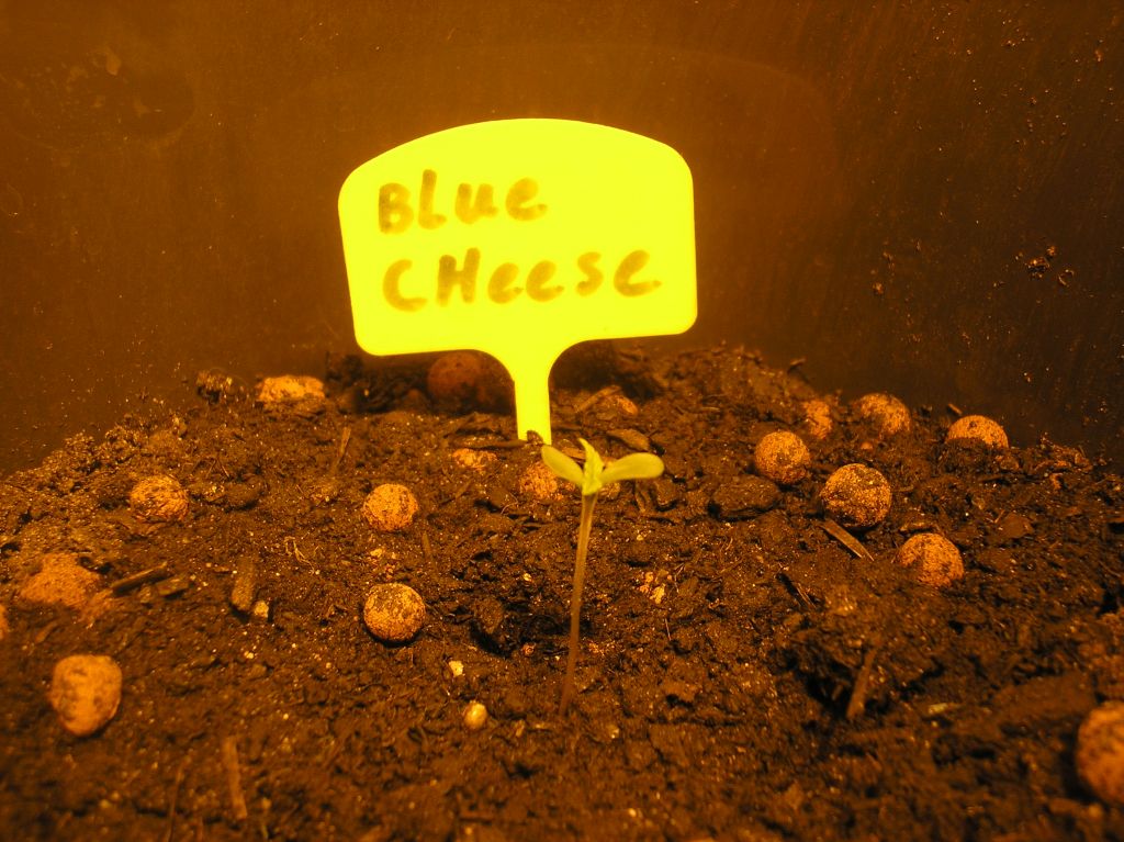 blue cheese 13 08 2015 01