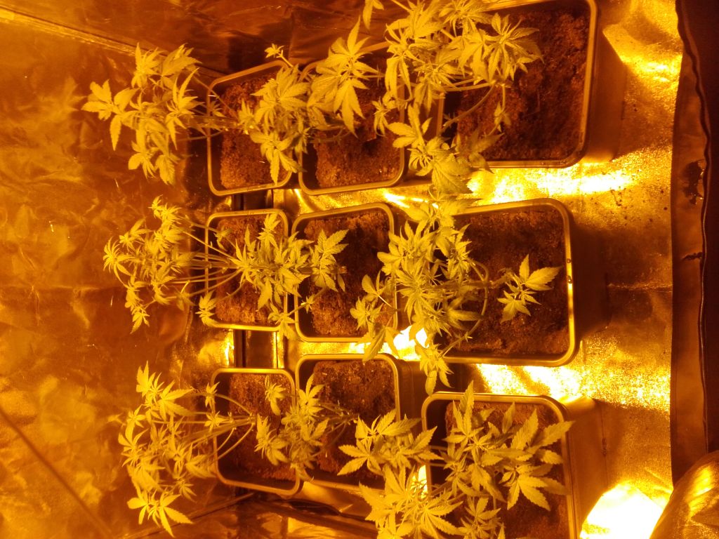 bloei week 4 en trim