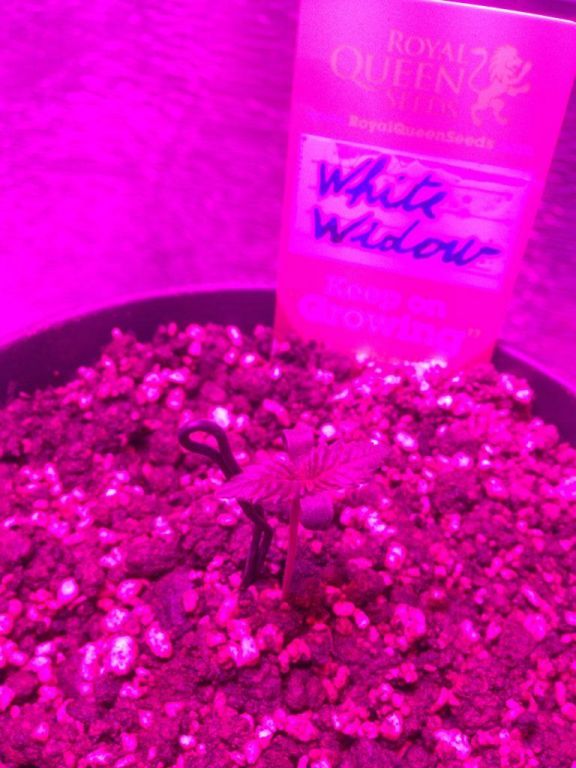 White widow 4 days from seed