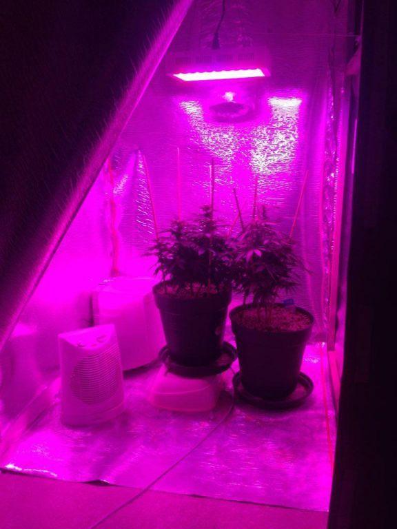 grow room 2