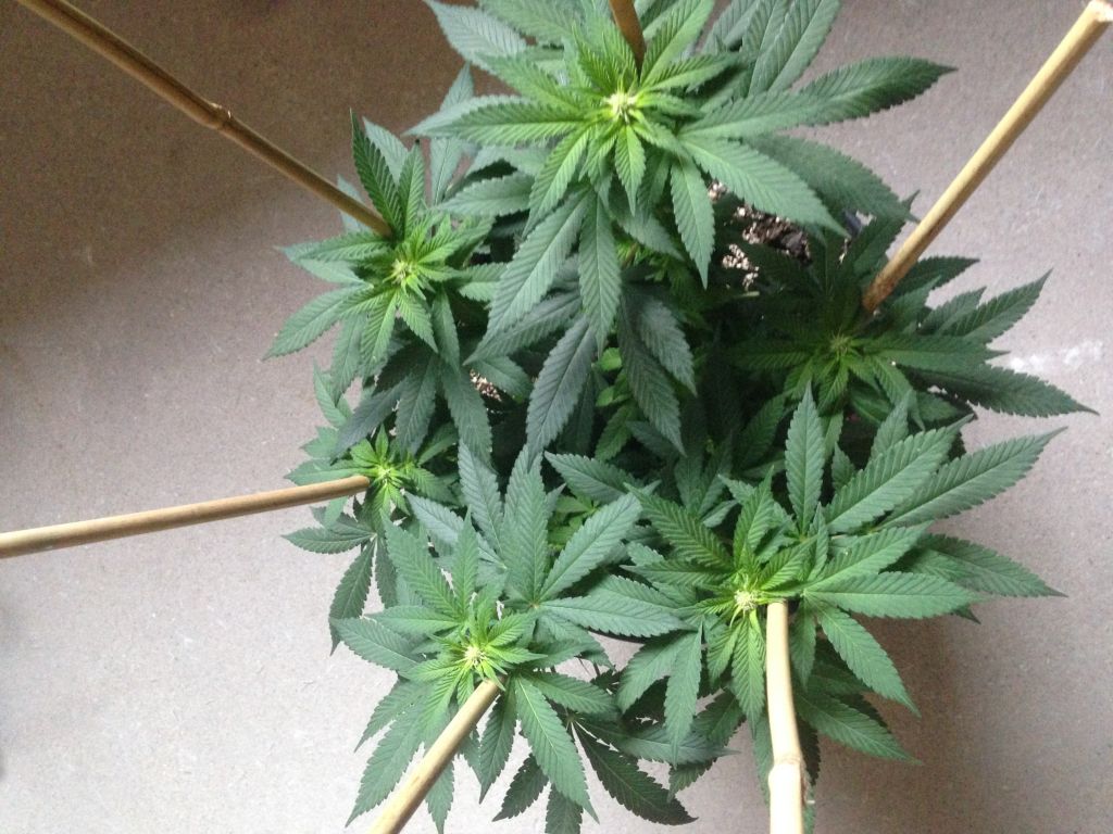 White widow  flower  3 weeks