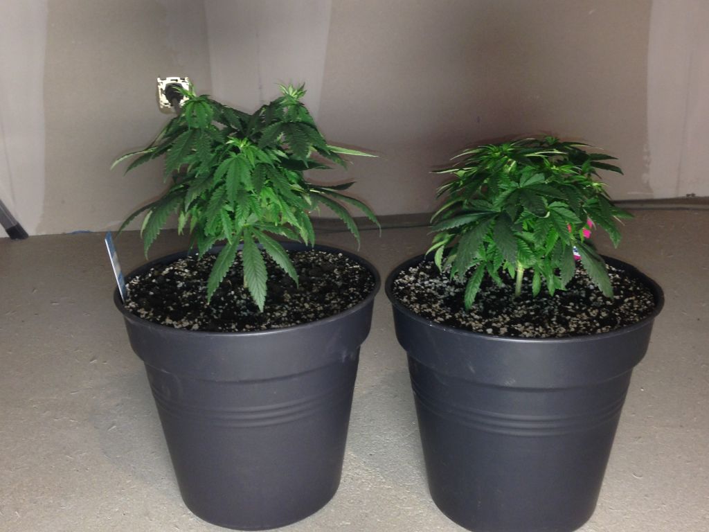 1,5month from seed Blue mistic and White widow (right)