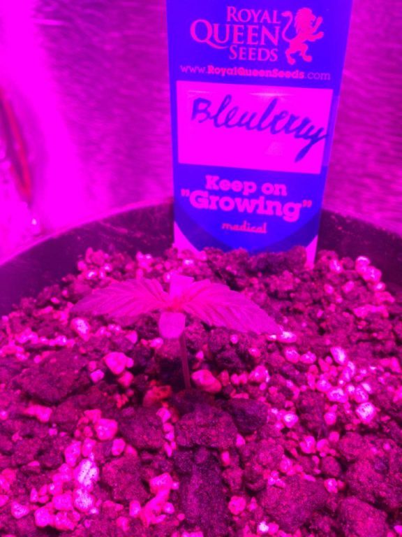 Blue mistic 4 days from seed