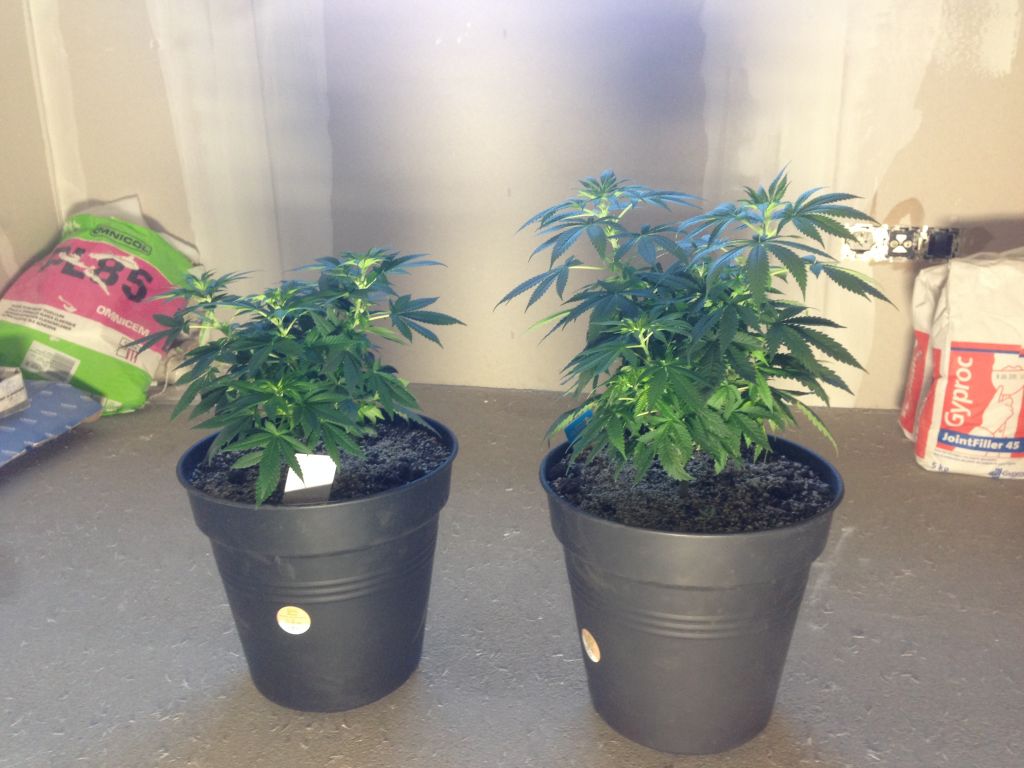 White widow and Blue mistic 2 months
