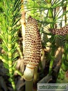 220px-Equisetum_telmateia_5.jpg