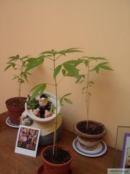 My first seedlings