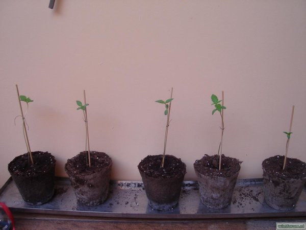 My first seedlings