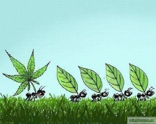 stoned-ant-cartoon.jpg