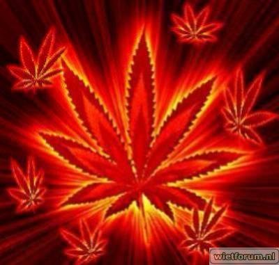 cannabis~0.jpg