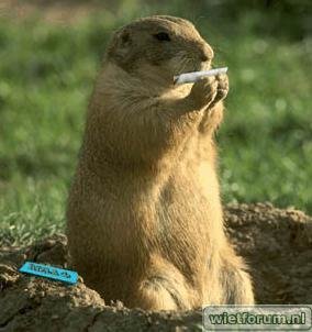 Smoking Marmot