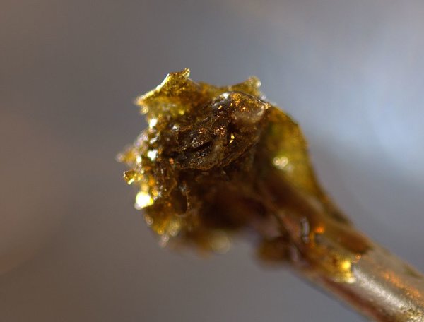 Rosin