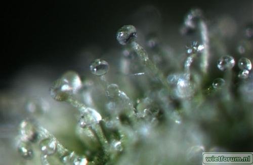 trichome.jpg