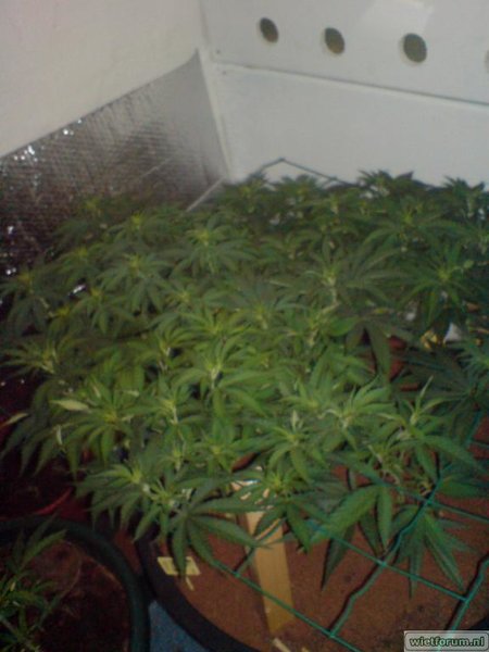 scrog1.jpg