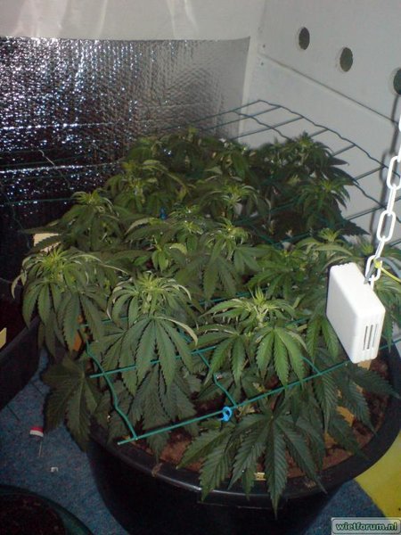 scrog1.jpg