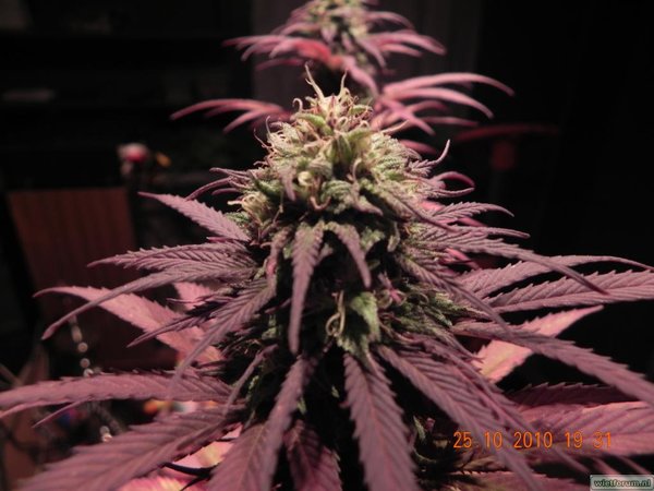 Silver Haze 2010