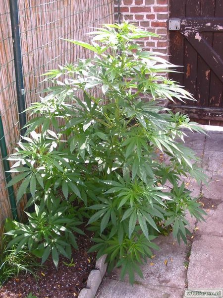 outdoor sativa  (female seeds)