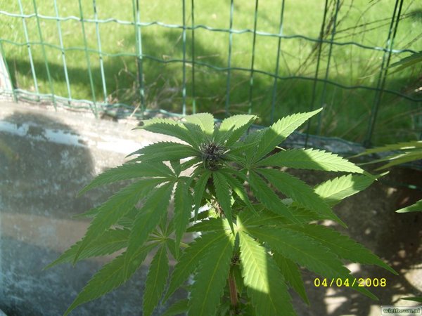 Oregon Rocket (outdoor 2008)