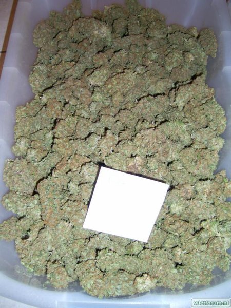 08.08.30 pot oogst 1047 gram.JPG