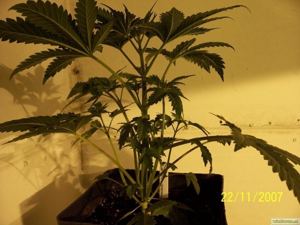 molokai kush 3 days before switchin'to 12/12