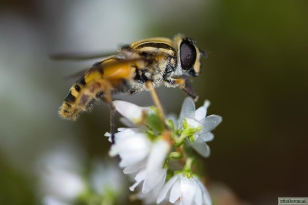 Over bijtjes en bloemetjes gesproken
