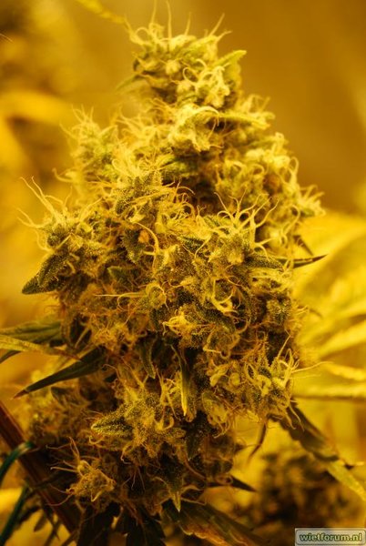 AG13 bud 87d..JPG