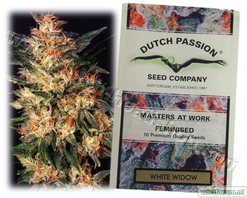 G_dutch-passion-white-widow-female_sd-676.jpg